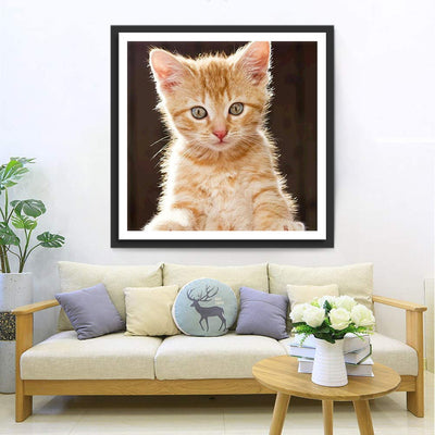 Baby orange Katze Diamond Painting