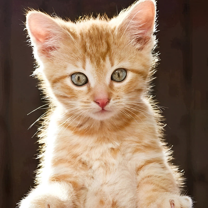 Baby orange Katze Diamond Painting