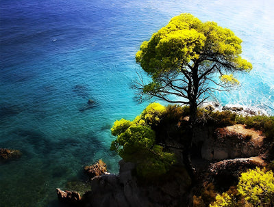 Baum auf dem Felshaufen am Meer Diamond Painting