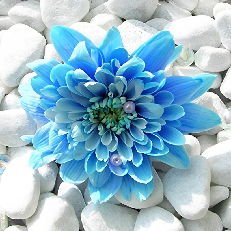 Blaue Chrysantheme auf weißen Steinen Diamond Painting