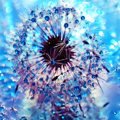 Blaue Eis-Pusteblume Diamond Painting