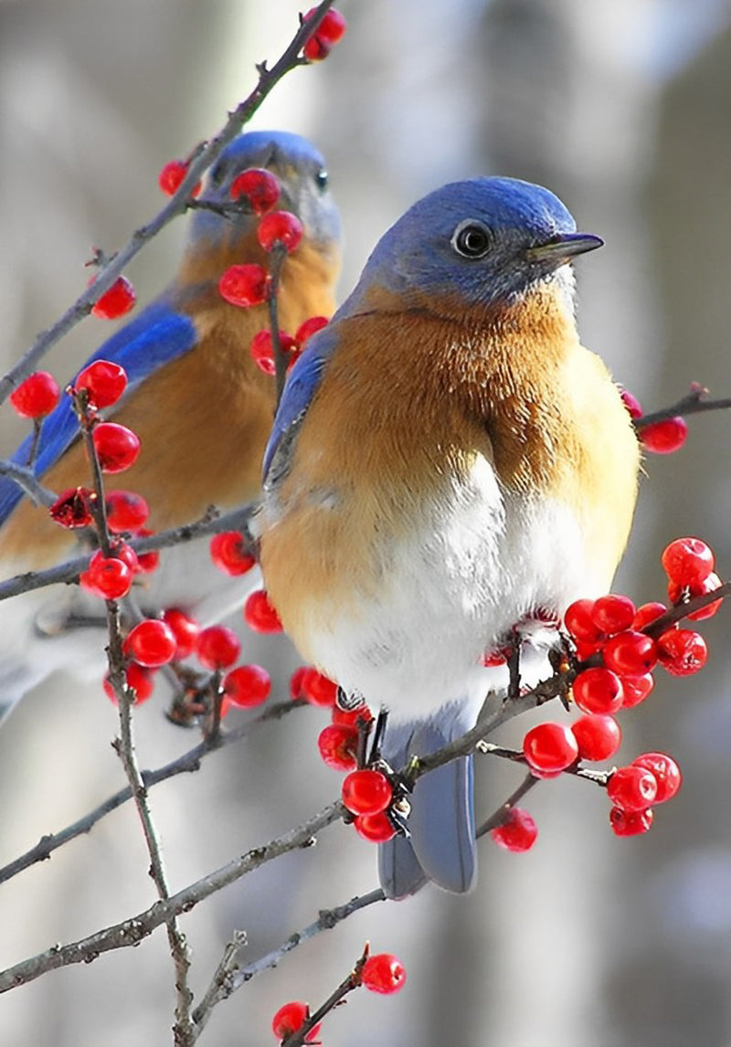 Blaue Vögel und Beeren Diamond Painting