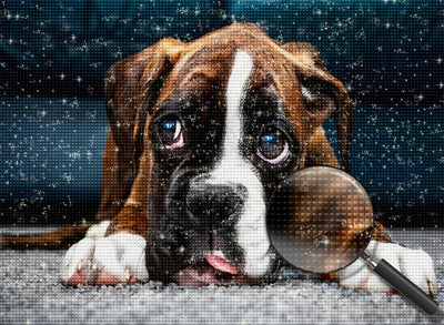 Boxer auf dem Teppich Diamond Painting