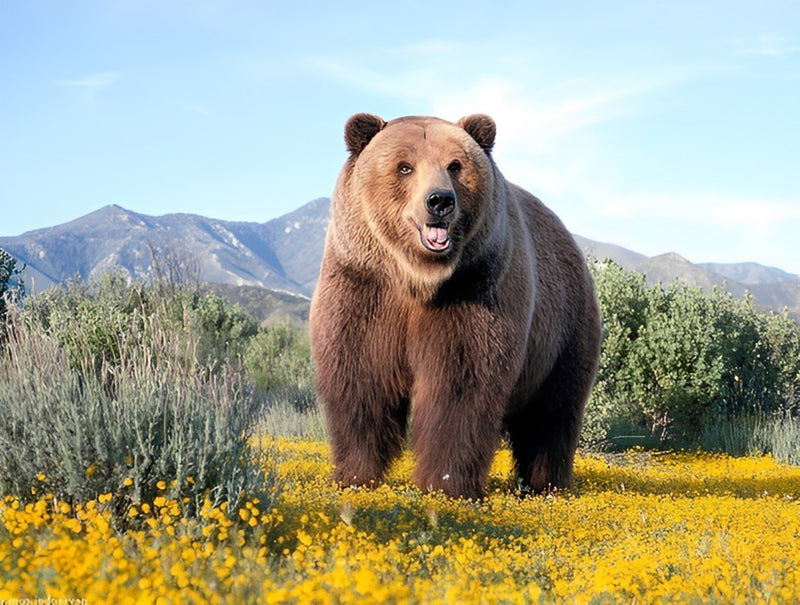 Brauner Bär auf der Wiese Diamond Painting