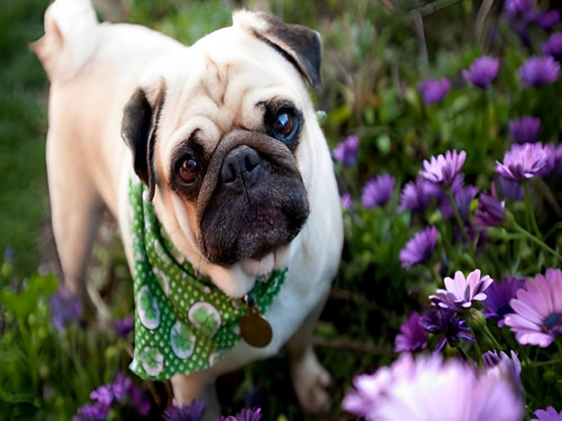 Bulldogge auf der Wiese Diamond Painting