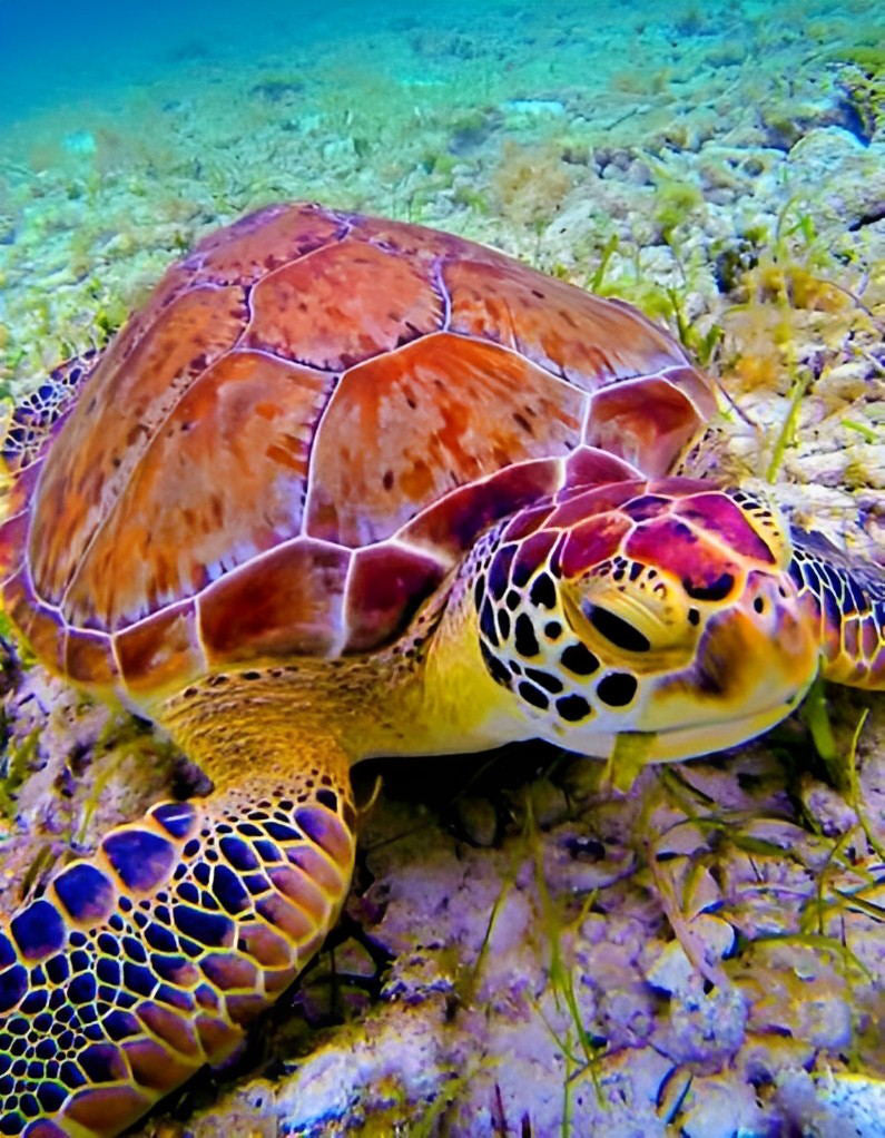 Bunte Schildkröte Diamond Painting