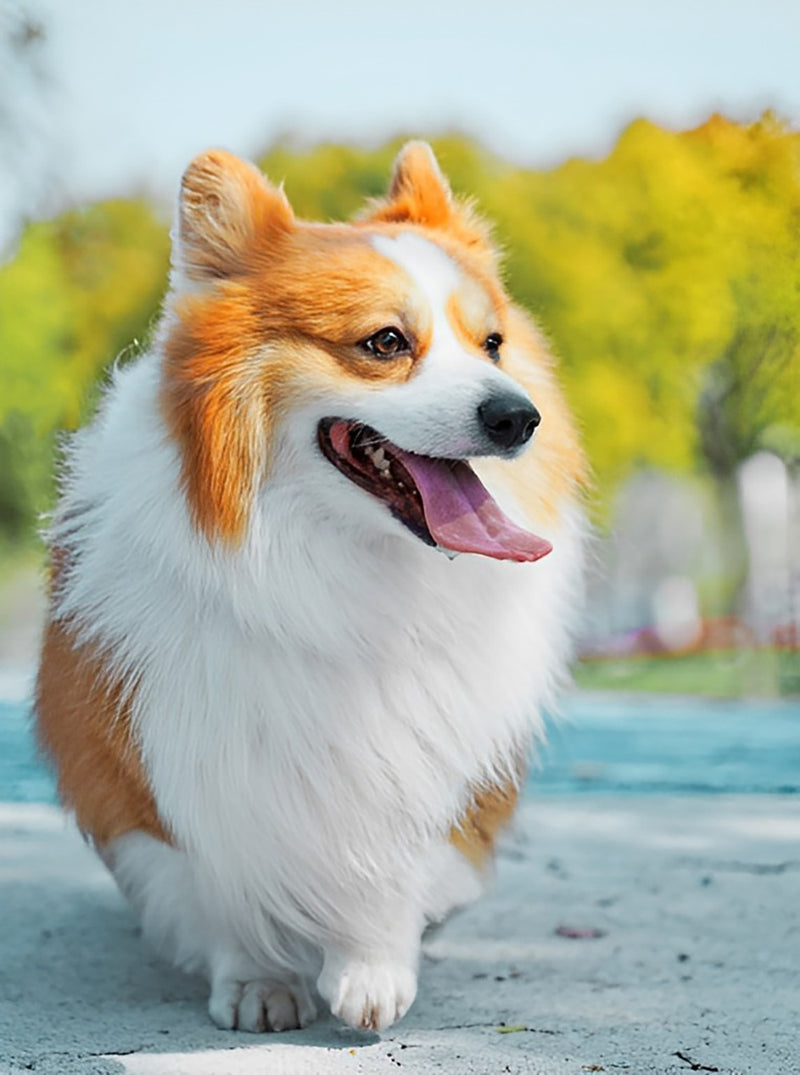 Corgi auf der Straße Diamond Painting