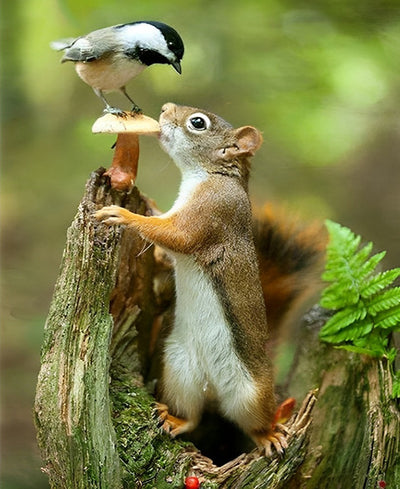 Eichhörnchen und Vogel Diamond Painting