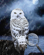 Eule am Meer in der Nacht Diamond Painting