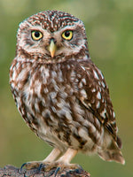 Eule Diamond Painting