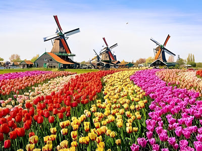 Farbige Tulpen und Holländische Windmühle Diamond Painting