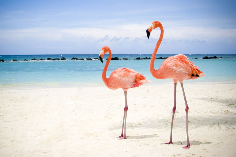 Flamingos am Strand Diamond Painting