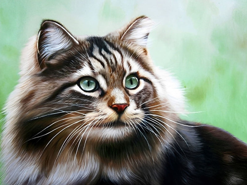 Flauschige Maine-Katze Diamond Painting