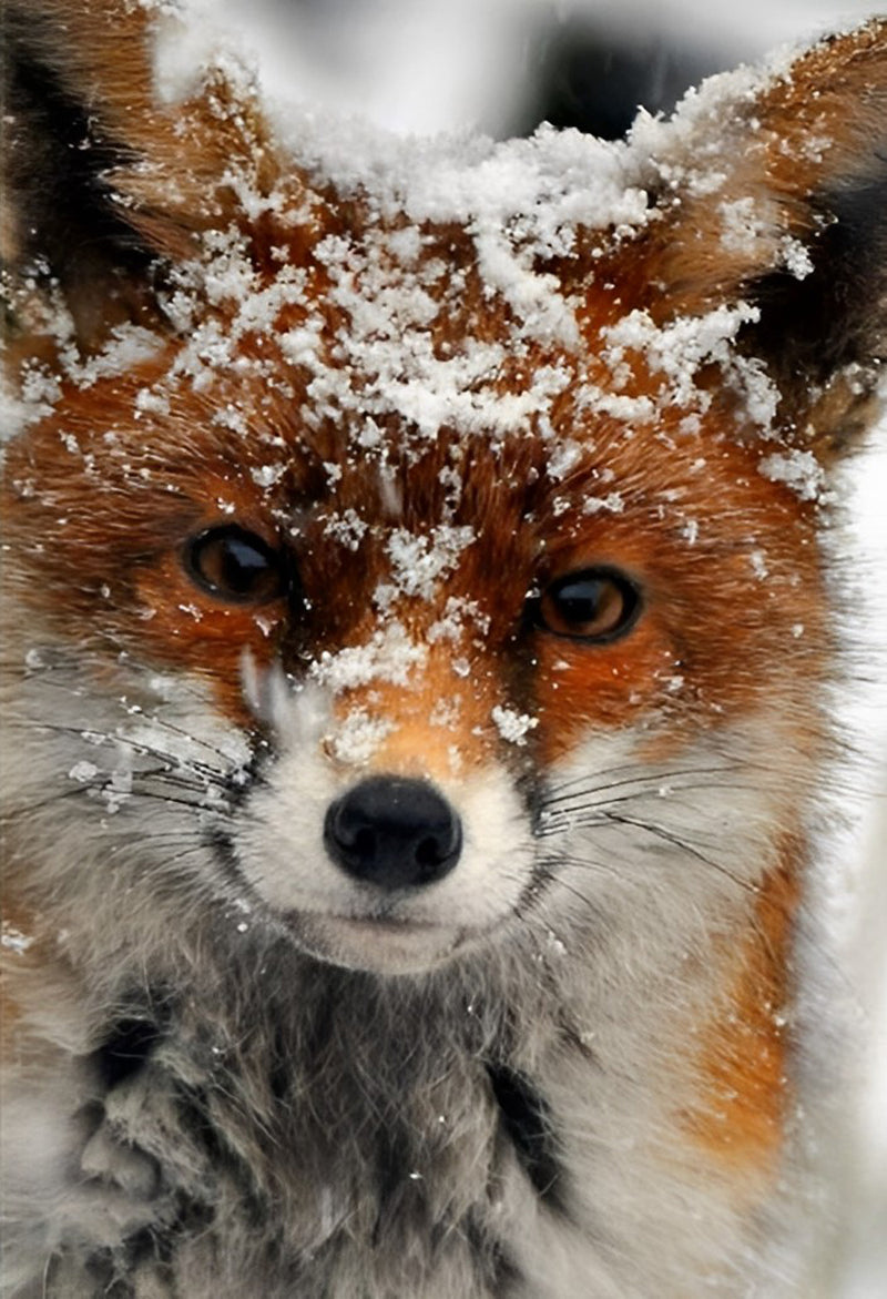 Fuchs im Schnee Diamond Painting