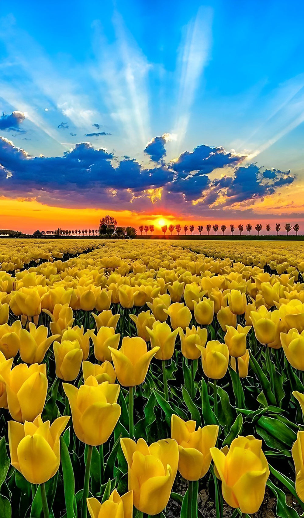 Gelbe Tulpen und Sonnenaufgang Diamond Painting