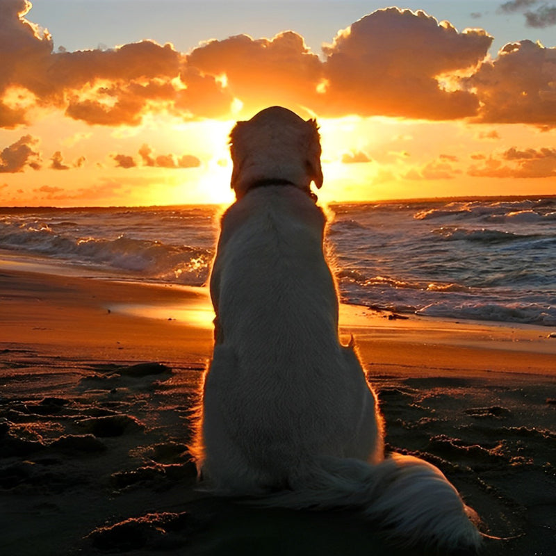 Golden Retriever bei Sonnenaufgang Diamond Painting