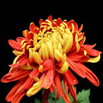 Golden-rote Blume Diamond Painting