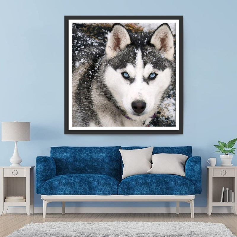 Husky im Schnee Diamond Painting