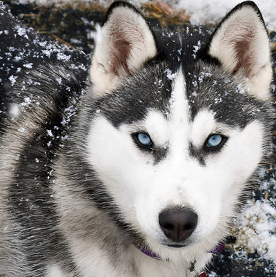 Husky im Schnee Diamond Painting