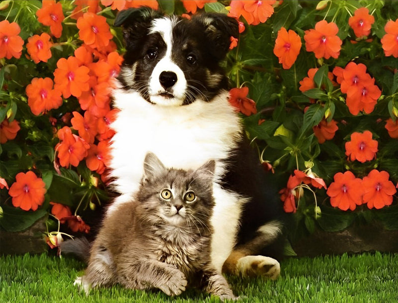 Katze und Border Collie vor roten Blumen Diamond Painting