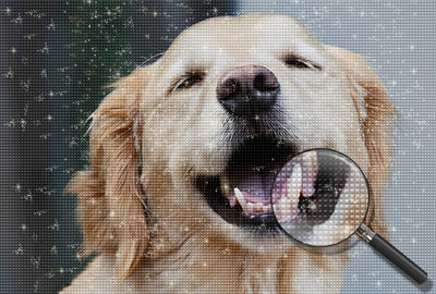 Lächelnder Golden Retriever Diamond Painting