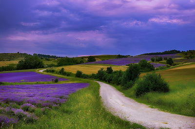 Lavendelfeld und Pfad Diamond Painting