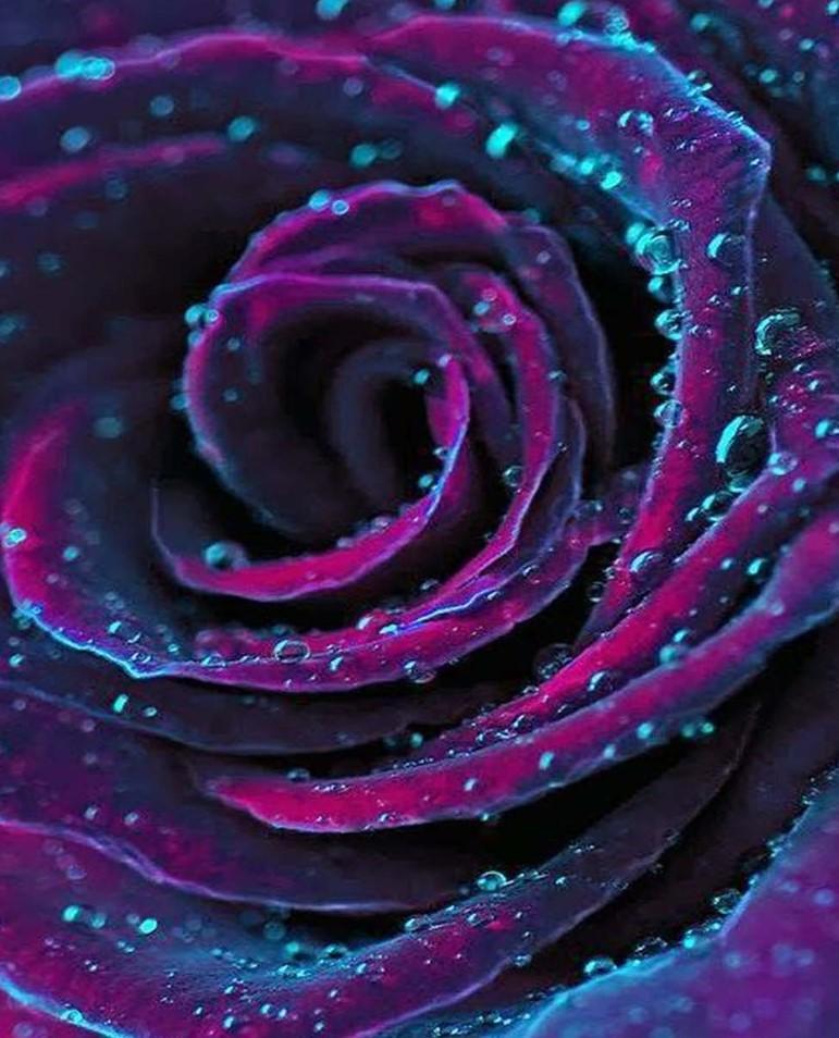 Lila Rose mit Tautropfen Diamond Painting