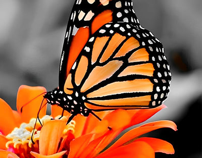 Orange Schmetterling auf der Blume Diamond Painting