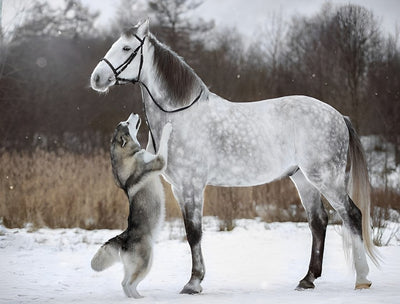 Pferd Wolf Schnee Diamond Painting