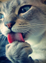 Pfote leckende Katze Diamond Painting