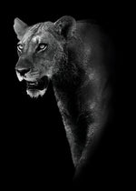 Puma im Dunkeln Diamond Painting