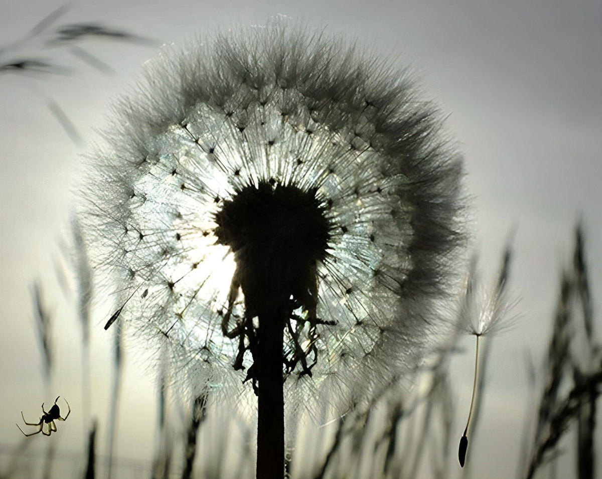 Pusteblume Diamond Painting