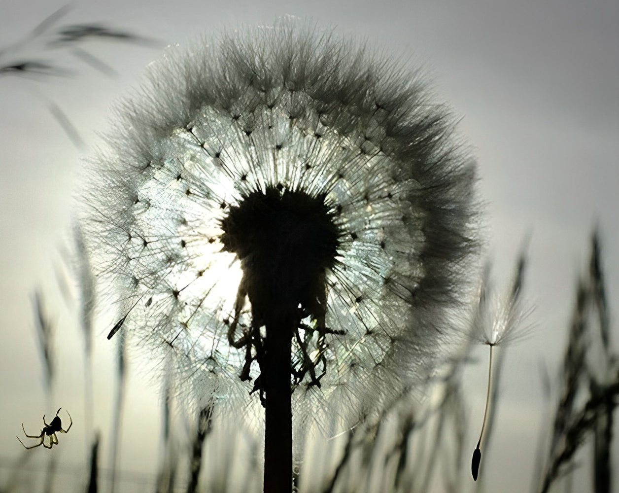 Pusteblume Diamond Painting