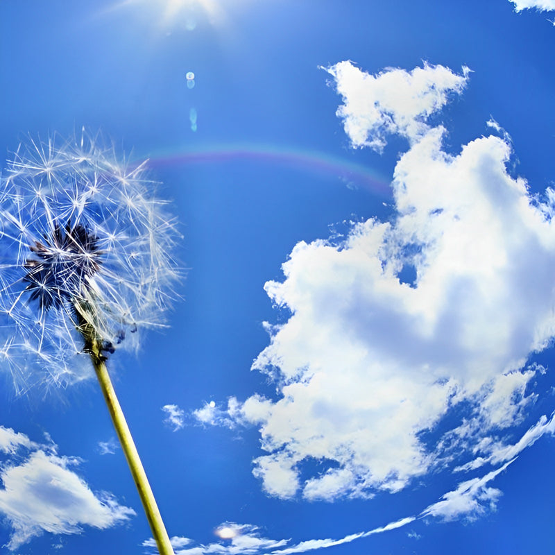 Pusteblume unter dem blauen Himmel Diamond Painting