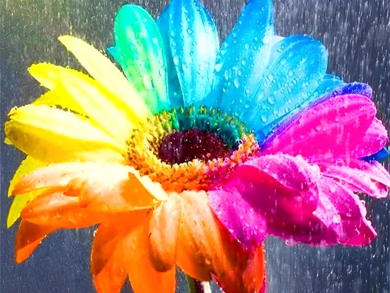 Regenbogen-Gänseblume und Tautropfen Diamond Painting