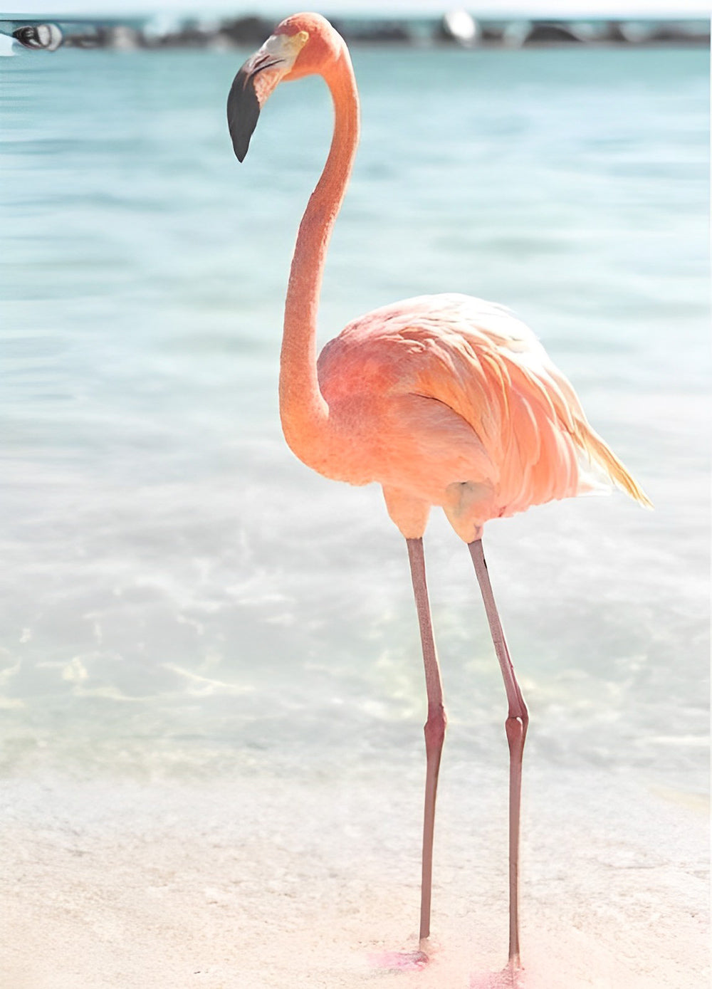 Rosa Flamingo am Meer Diamond Painting