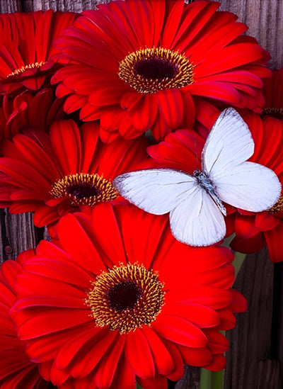 Rote Blumen und weißer Schmetterling Diamond Painting