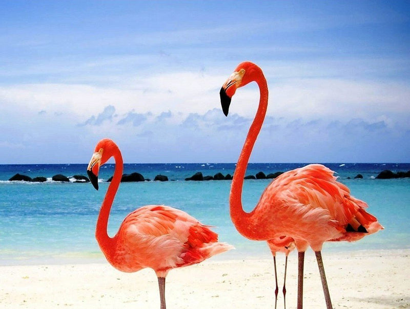 Rote Flamingos am Meer Diamond Painting