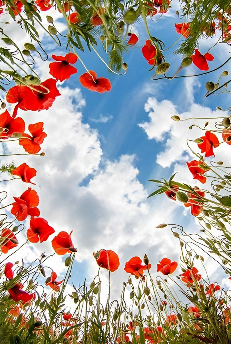 Rote Mohnblumen und weiße Wolken Diamond Painting