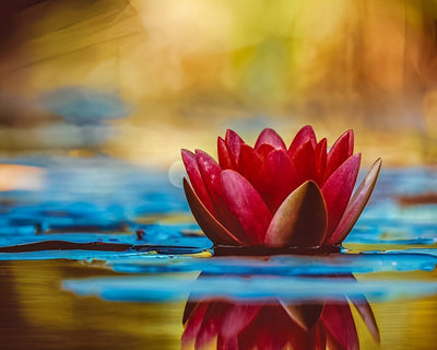 Roter Lotus auf dem Wasser Diamond Painting