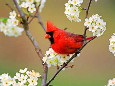 Roter Vogel auf dem Zweig Diamond Painting