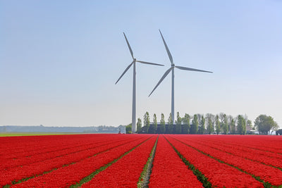 Rotes Blumenfeld und Windräder Diamond Painting