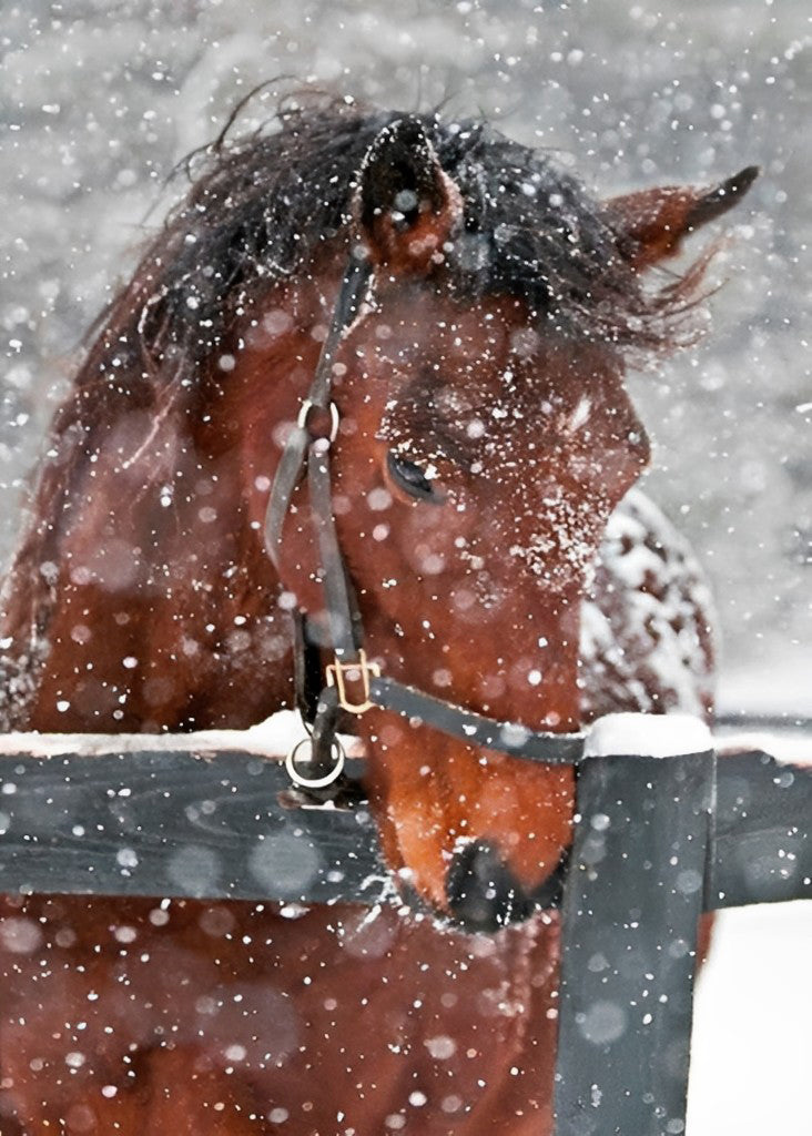 Rotes Pferd im Schnee Diamond Painting