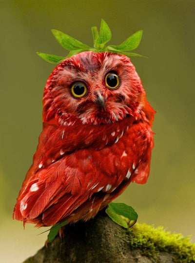 Schöne rote Eule Diamond Painting