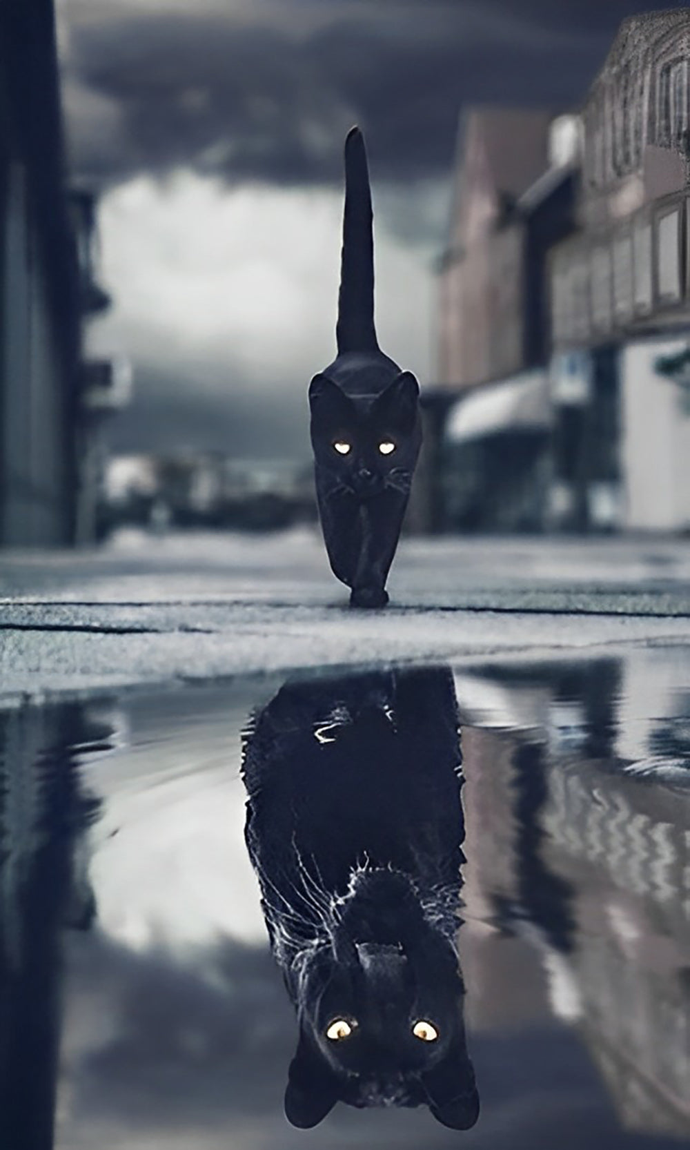 Schwarze Katze und Spiegelbild Diamond Painting