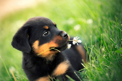 Schwarzer Hund mit Blume im Mund auf dem Gras Diamond Painting