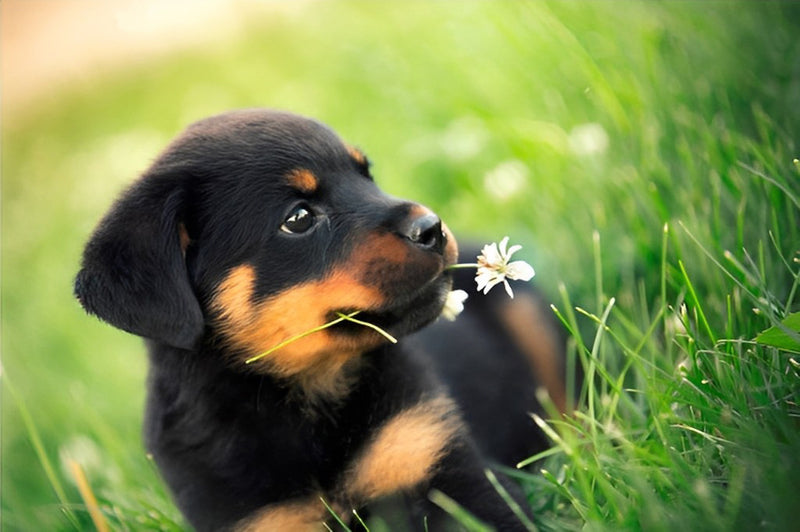 Schwarzer Hund mit Blume im Mund auf dem Gras Diamond Painting