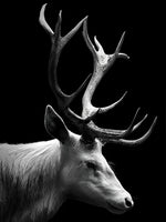 Schwarzweißer Hirsch mit langen Hörnern Diamond Painting