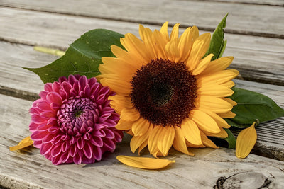 Sonnenblume und Dahlie auf dem Brett Diamond Painting