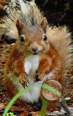 Süßes Eichhörnchen Diamond Painting